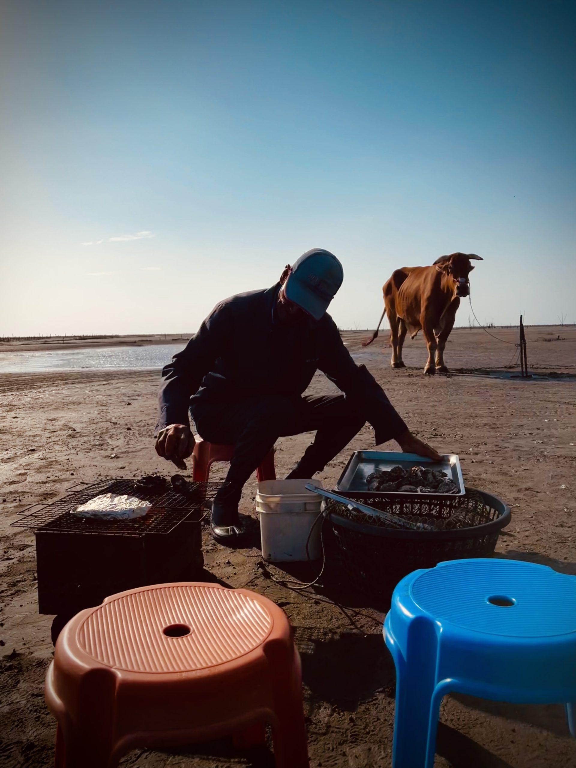 彰化海牛採蚵生態旅遊：芳苑海牛車伯