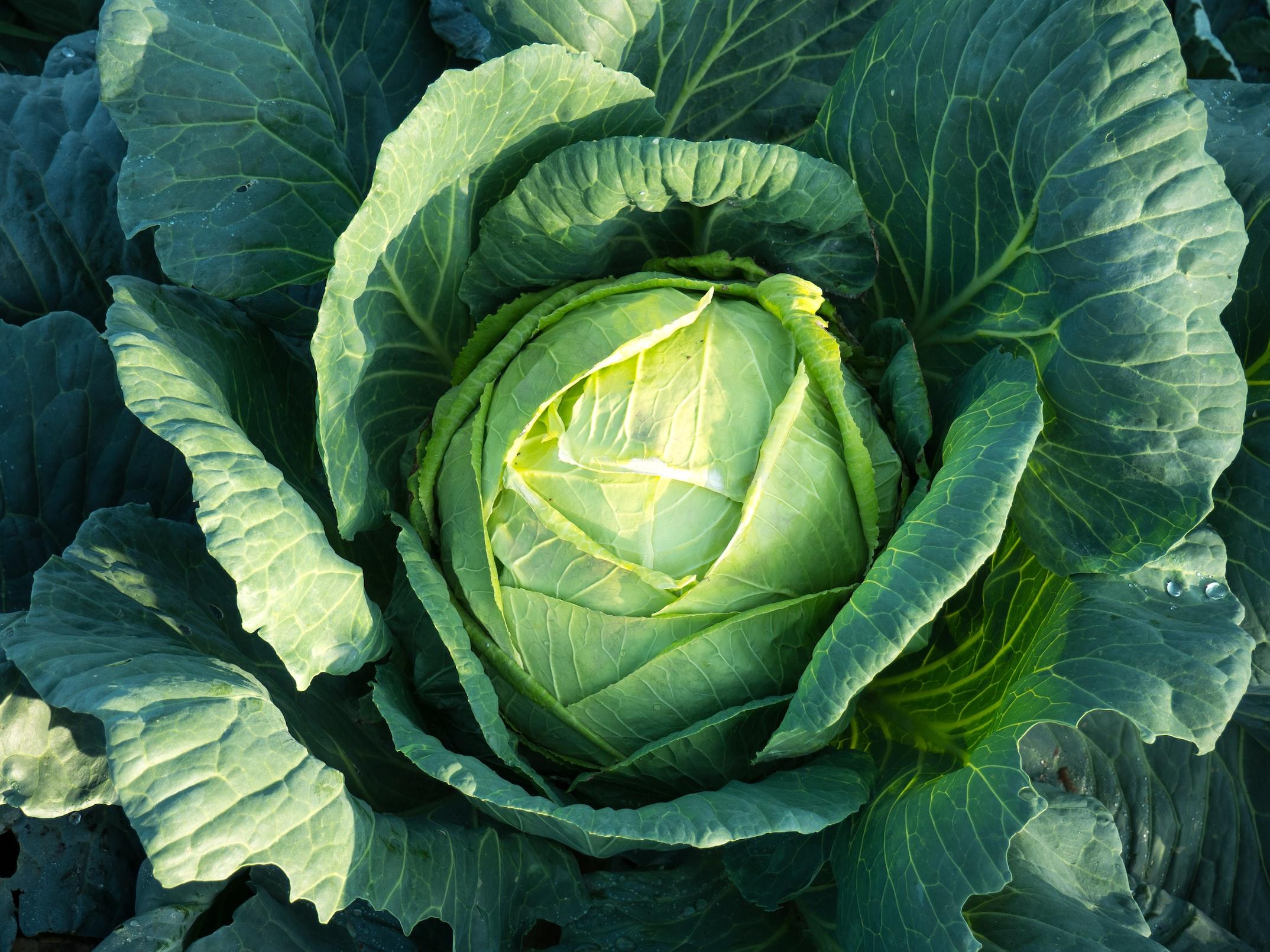 十字花科的高麗菜為什麼叫高麗菜？和韓國有關係嗎？